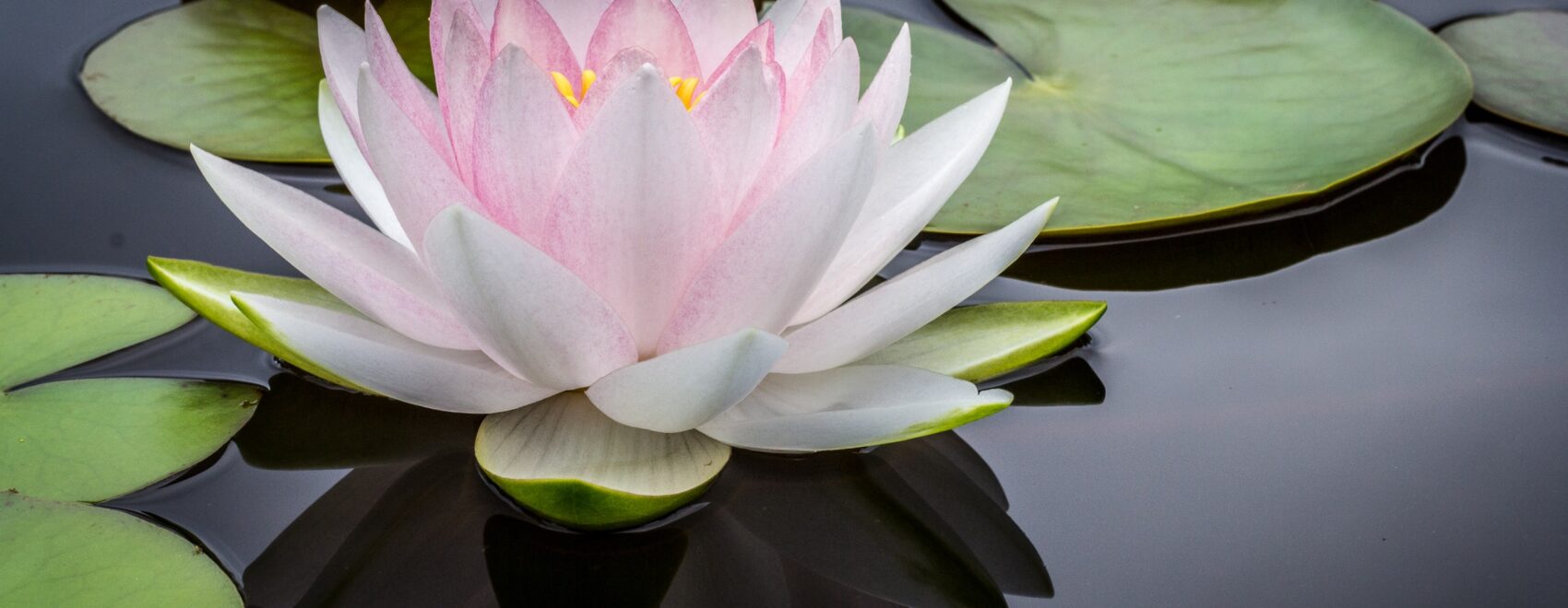 Image of a lotus flower on the water by lily pads. We want to help you live pain free with holistic acupuncture in the Chicago area. Restore your health with acupuncture in Orland Park, IL 60477. Call today to talk to our acupuncturist in Orland Park, IL 60465.