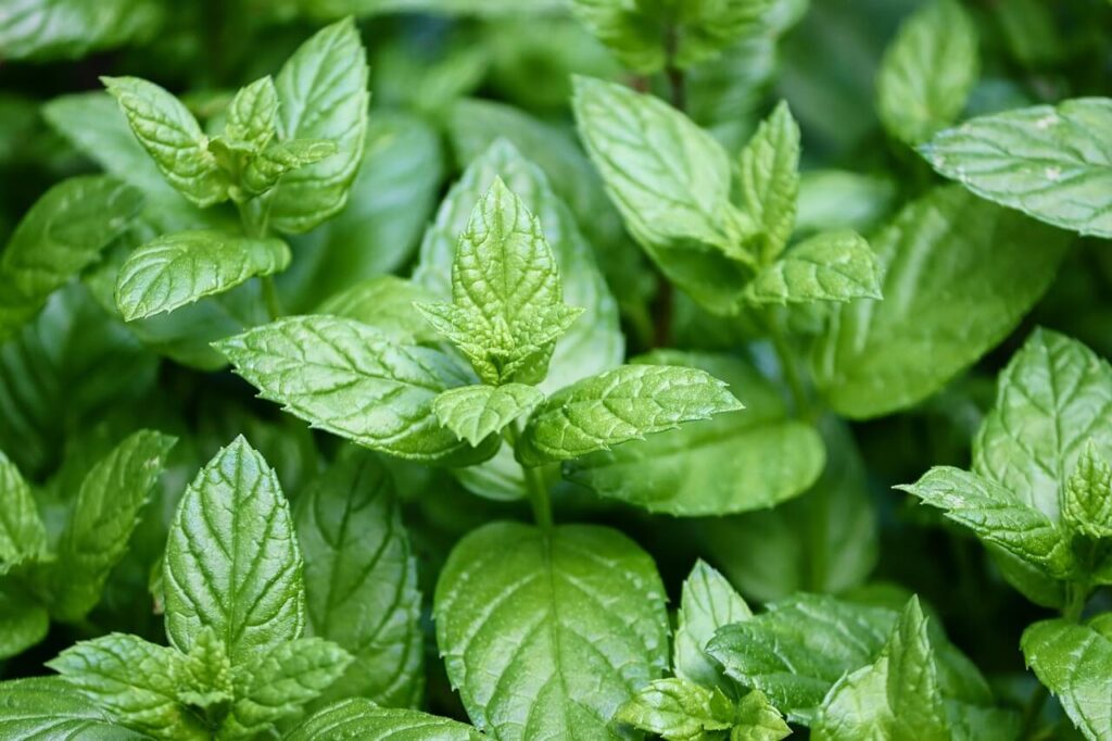 A close up of peppermint oil leaves which are a natural remedy for constipation in Orland Park, IL. Learn how acupuncture in Orland Park, IL can also offer support by contacting an acupuncturist in the Chicago area. 

